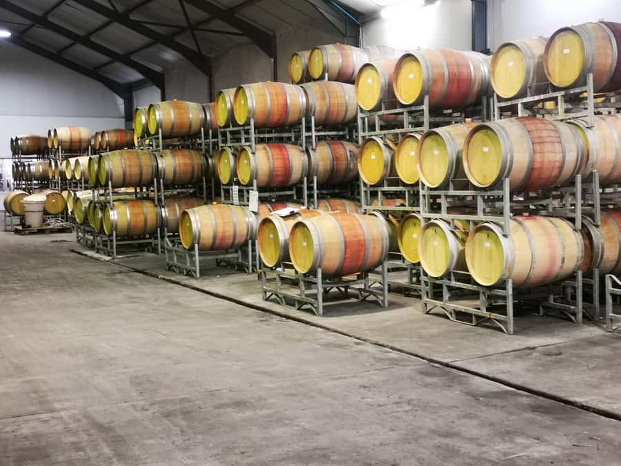 Cape Town: CHEETAH ENCOUNTER/WINE TESTING EXPERIENCE/LUNCH - Oldenburg Wine Estate: finish the day with a quieter, view-focused stop