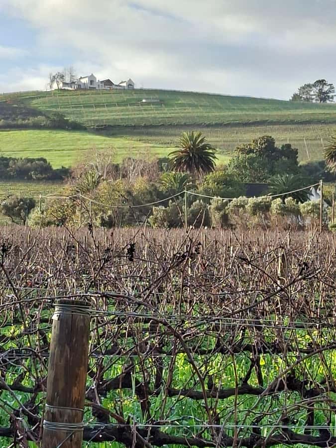 Cape Town: CHEETAH ENCOUNTER/WINE TESTING EXPERIENCE/LUNCH - Lunch in Stellenbosch: plan for the venue and the separate cost