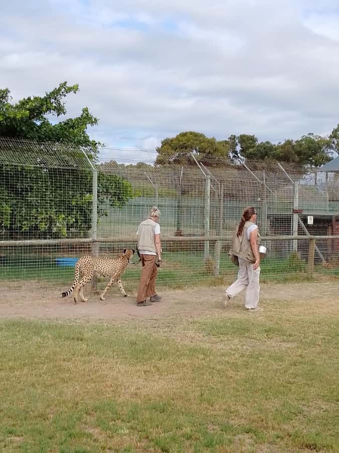 Cape Town: CHEETAH ENCOUNTER/WINE TESTING EXPERIENCE/LUNCH - Price and value: where the $112 really goes