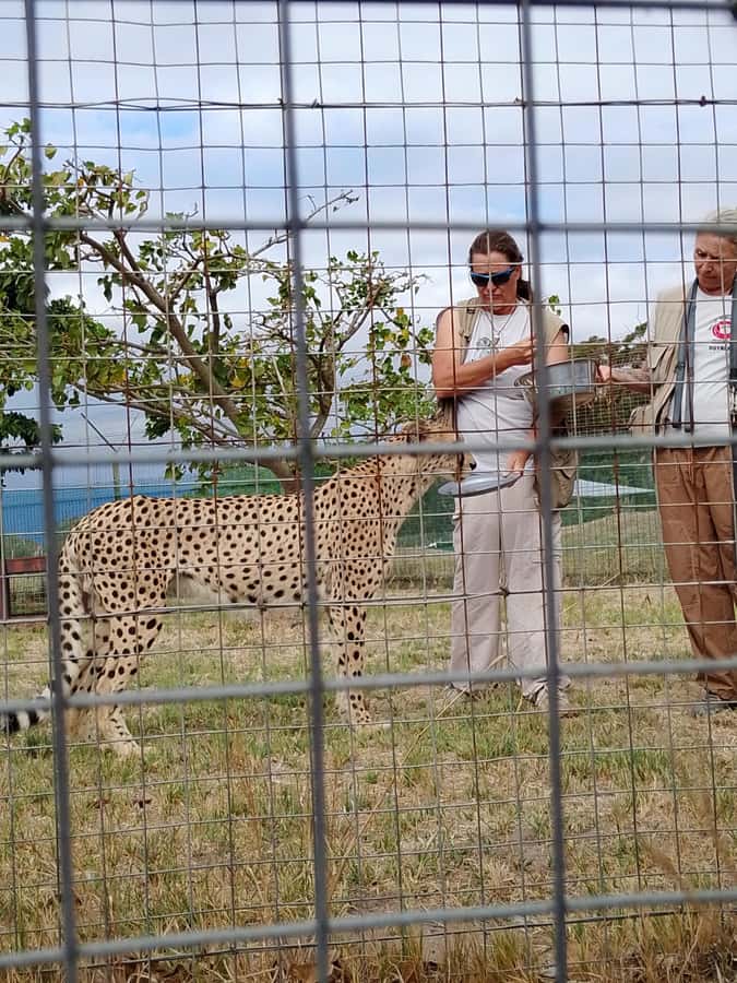 Cape Town: CHEETAH ENCOUNTER/WINE TESTING EXPERIENCE/LUNCH - What to bring (and what to do so the day stays fun)