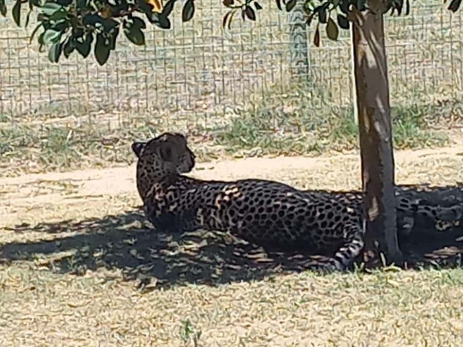 Cape Town: Cheetah Outreach and Winelands Day Tour - Should you book Cheetah Outreach and Winelands from Cape Town?