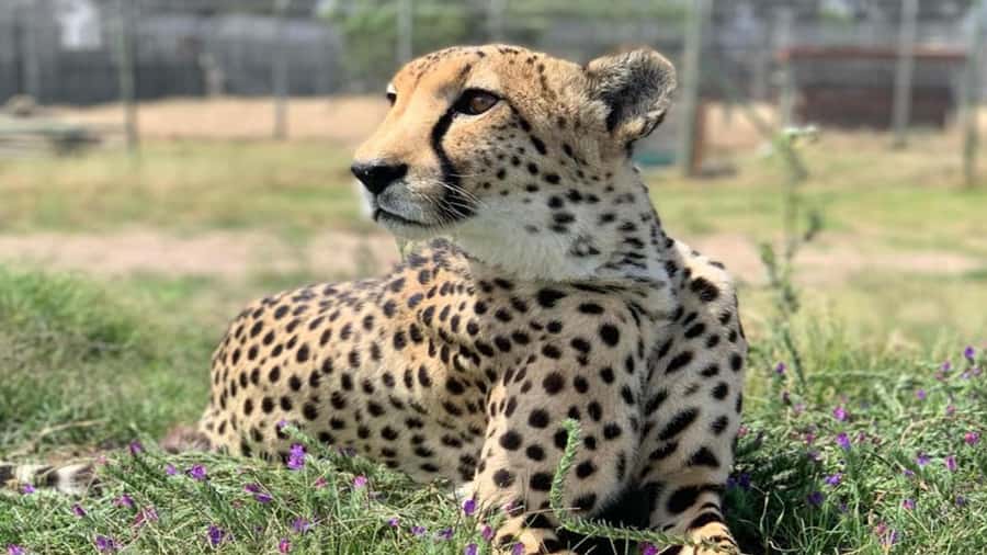 Cape Town: Cheetah Outreach and Winelands Day Tour - Wine tasting fees, what is included, and how to budget
