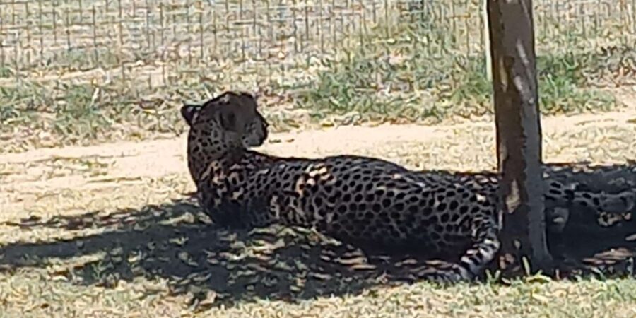Cape Town: Cheetah Outreach and Winelands Day Tour - Who this tour is for, and who should skip it
