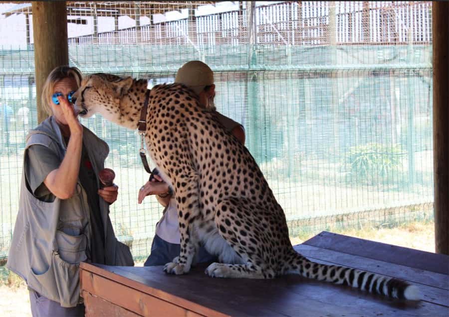 Cape Town: Cheetah Outreach and Winelands Day Tour - Inside Cheetah Outreach: conservation you can see up close
