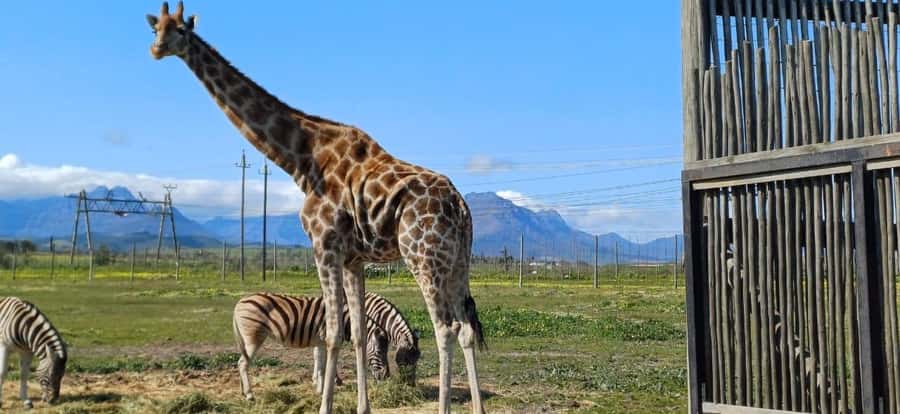 Cape Town: Cheetah Outreach, Giraffe Encounter & Wine Tour - Timing and transportation: an 8-hour loop with a schedule you should respect
