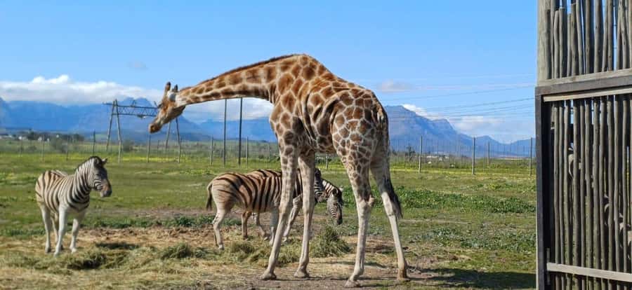Cape Town: Cheetah Outreach, Giraffe Encounter & Wine Tour - FAQ