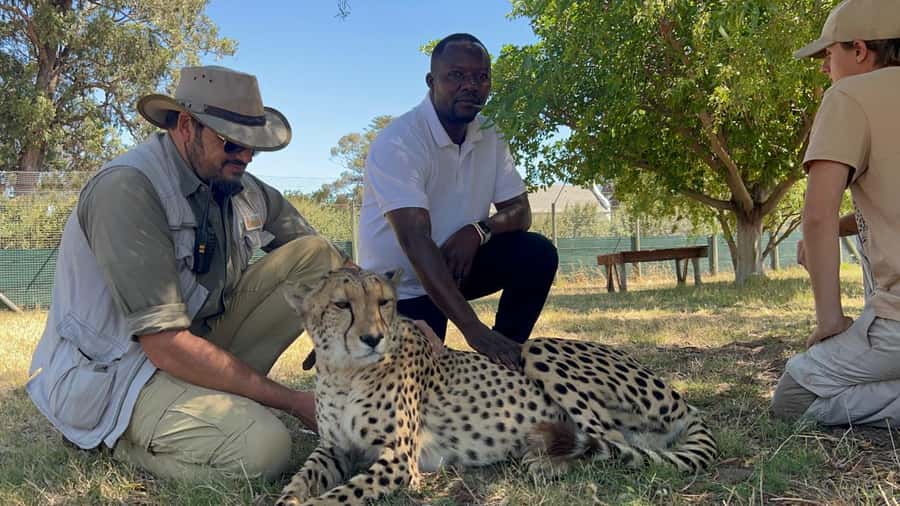 Cape Town: Cheetah Outreach, Giraffe Encounter & Wine Tour - Giraffe encounter: a short visit where timing and rules matter
