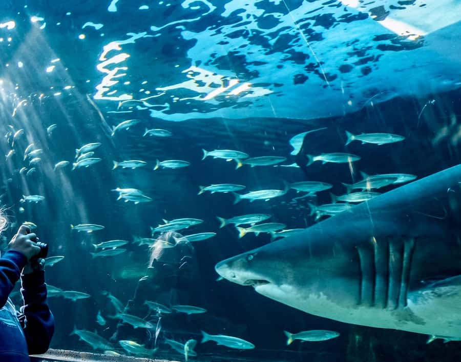 Cape Town City Pass: Save Over 50% on 80+ Top Attractions - Hop-On Hop-Off bus strategy for saving time (and when it won’t)
