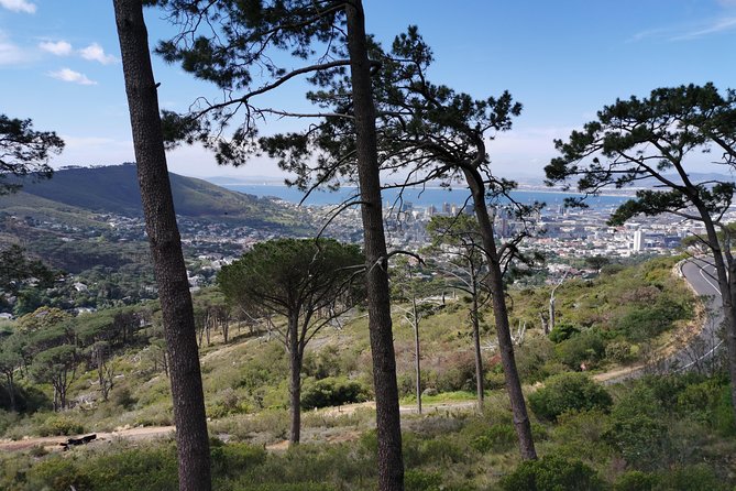 Cape Town City Tour including Lion's head with Wi-Fi on board. - Why the Guide Matters, Especially With a Customizable Group Day