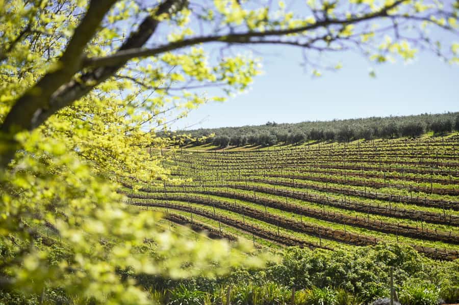 Cape Town: Constantia Half-Day Wine Tour & Tastings - Why Constantia, and why four hours works