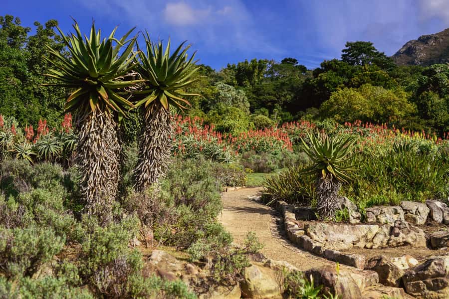 Cape Town: Constantia Half-Day Wine Tour & Tastings - Beau Constantia or Constantia Glen: your second tasting, your mood