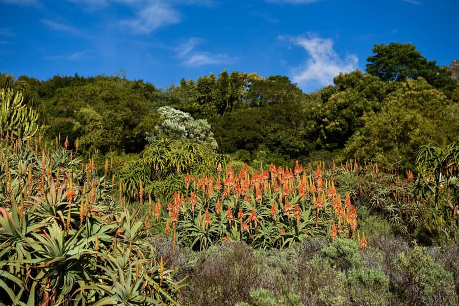Cape Town: Constantia Half-Day Wine Tour & Tastings - What to bring for a smooth, comfortable tasting day