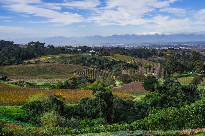 Cape Town: Constantia Wine Route Tour - La Motte Wine Estate: Heritage, Art, and Balanced Vintages