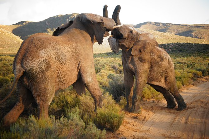 Cape Town Day Safari - Key Safari Takeaways (Aquila in One Day)