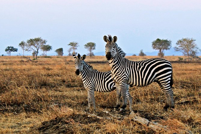 Cape Town Day Safari - The Open-Vehicle Game Drive: How the Best Wildlife Viewing Works