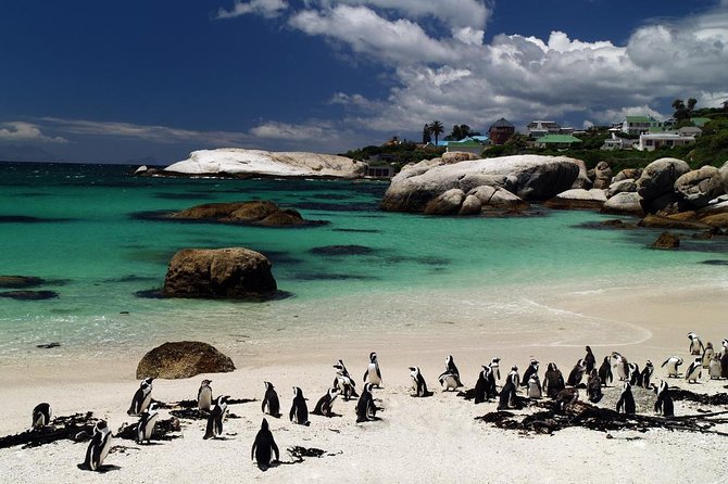 Cape Town Day Tours - Price and What You Actually Get for $142.76