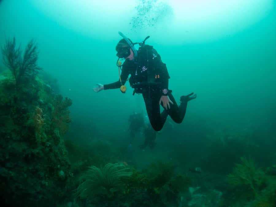 Cape Town: Discover Scuba Diving - 1 day experience - Weather, timing, and what to bring for a smooth day