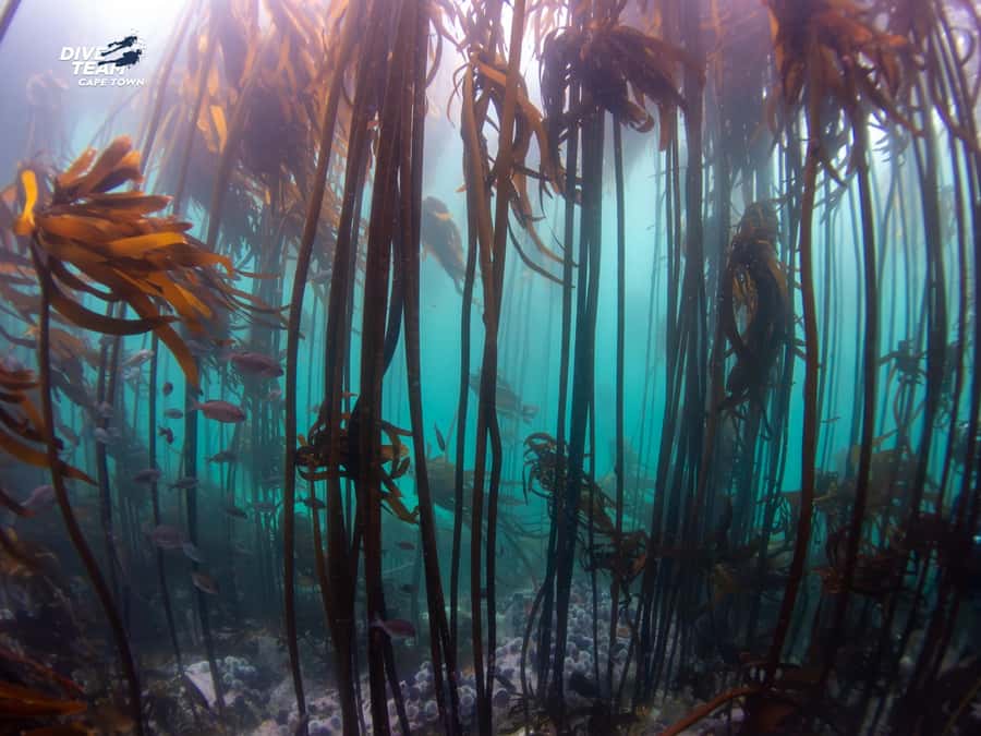 Cape Town: Discover Scuba Diving - 1 day experience - Who should book, and who should skip this try-scuba session