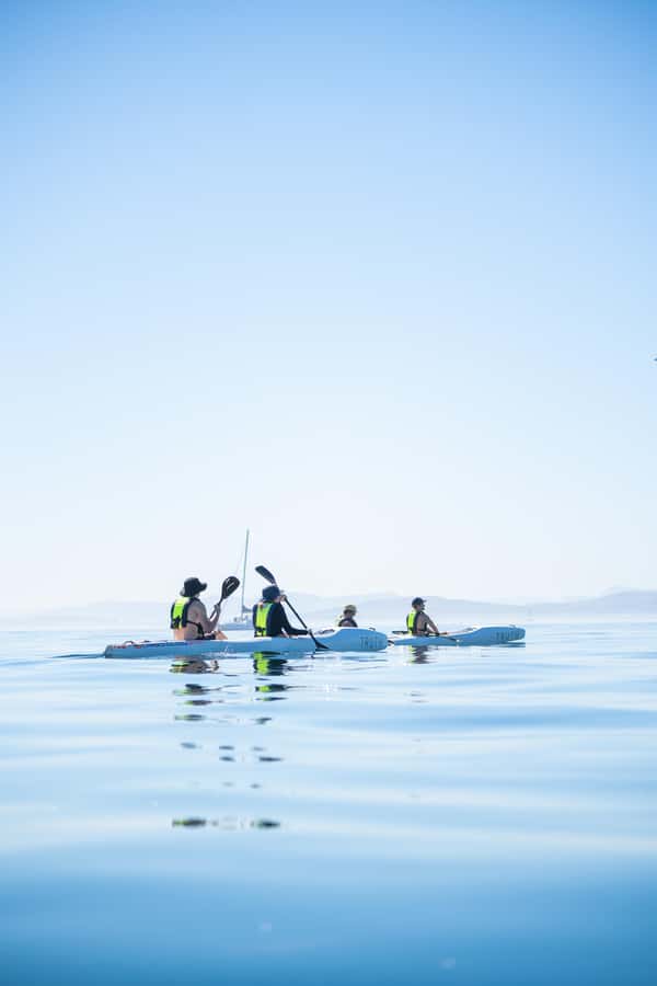 Cape Town: Dolphin & Ocean Wildlife Kayaking Adventure ⚓️ - The Cape Town Views You Get From Water, Not From Screens