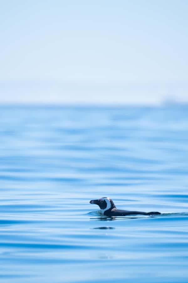Cape Town: Dolphin & Ocean Wildlife Kayaking Adventure ⚓️ - Who This Fits Best, and Who Might Want a Different Plan