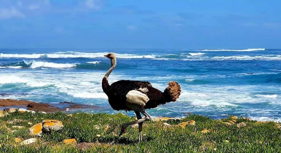 Cape Town: E-Bike Cape Peninsula Tour - Riding the Cape Peninsula the easy way, with real stops