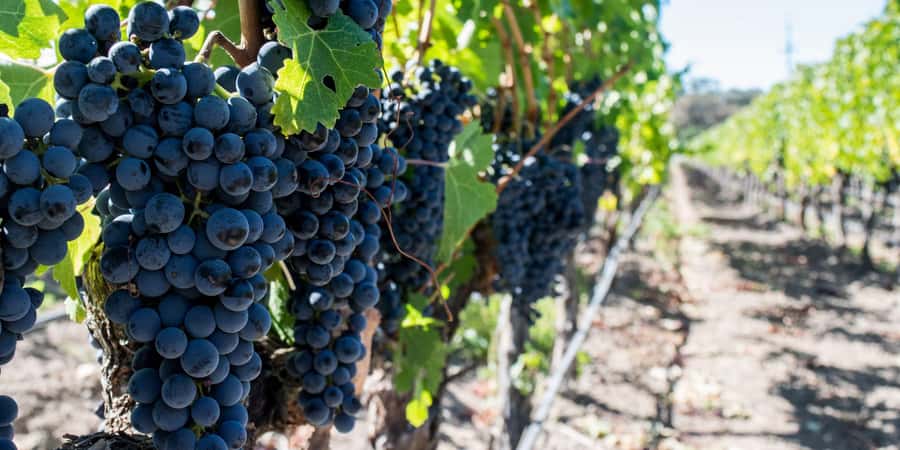 Cape Town: Franschhoek and Wine Tram Tour - Franschhoek Town Time, Lunch and Shopping Without Stress