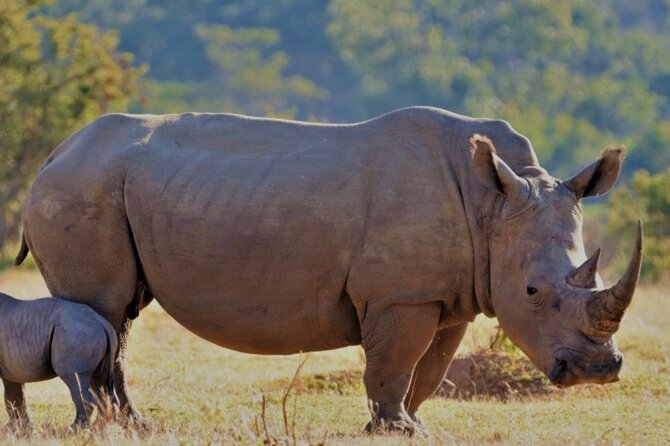 Cape Town Full Day Aquila reserve safari - Key highlights you should care about