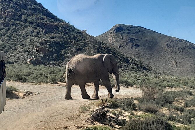 Cape Town Full Day Aquila reserve safari - Aquila Safari Day Trip From Cape Town: What You’re Really Getting