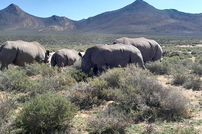 Cape Town Full Day Aquila reserve safari - Aquila Private Game Reserve Safari: Big Five Time From an Open-Air 4x4
