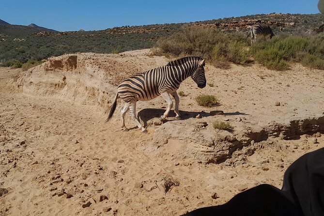 Cape Town Full Day Aquila reserve safari - Lunch, Water, and Onboard WiFi: How the Day Stays Comfortable