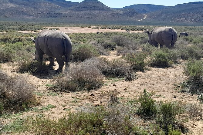 Cape Town Full Day Aquila reserve safari - Getting Back to Cape Town: Timing That Matters