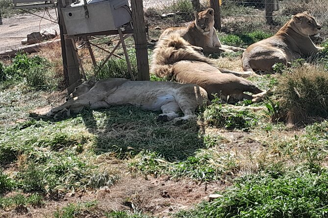 Cape Town Full Day Aquila reserve safari - Price and Value: $313.58 When Pickup, Lunch, and Reserve Fees Are Included