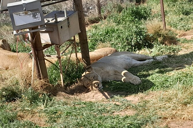 Cape Town Full Day Aquila reserve safari - Who This Safari Fits Best (And Who Might Want to Think Twice)
