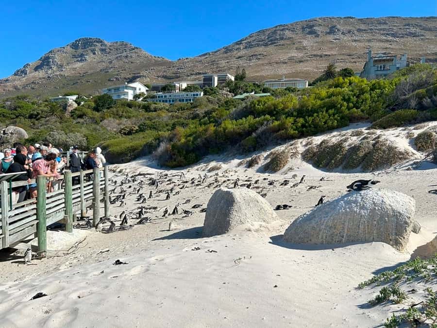 Cape Town: Full Day Cape of Good Hope with Penguins Tour - Cape Point Lighthouse area: the Cape Doctor hits, and that is part of it