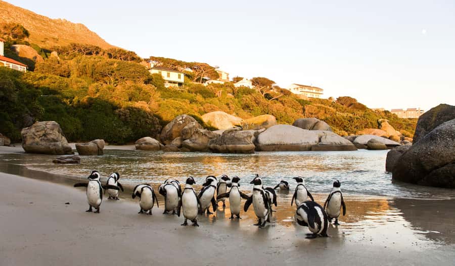 Cape Town: Full-Day Cape Peninsula and Penguins Tour - Key Things That Make This Tour Worth Your Time