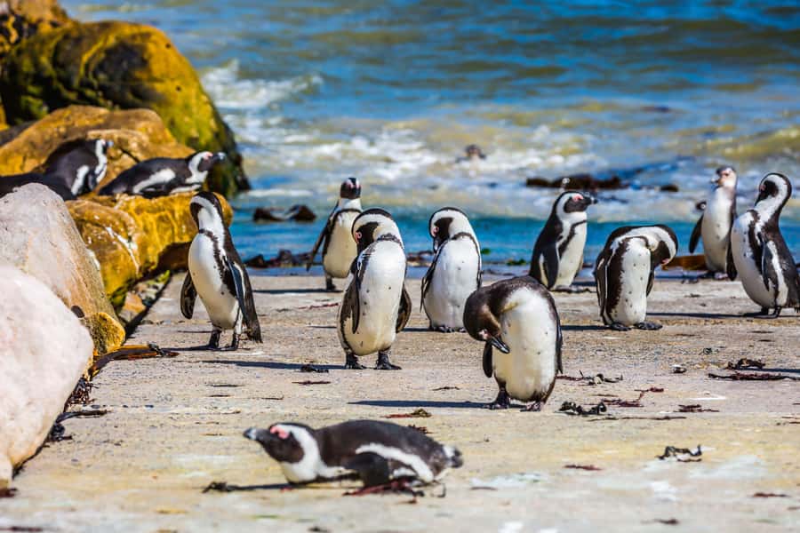 Cape Town: Full-Day Cape Peninsula and Penguins Tour - Bo-Kaap First, Then Ocean Views: Getting Oriented Fast