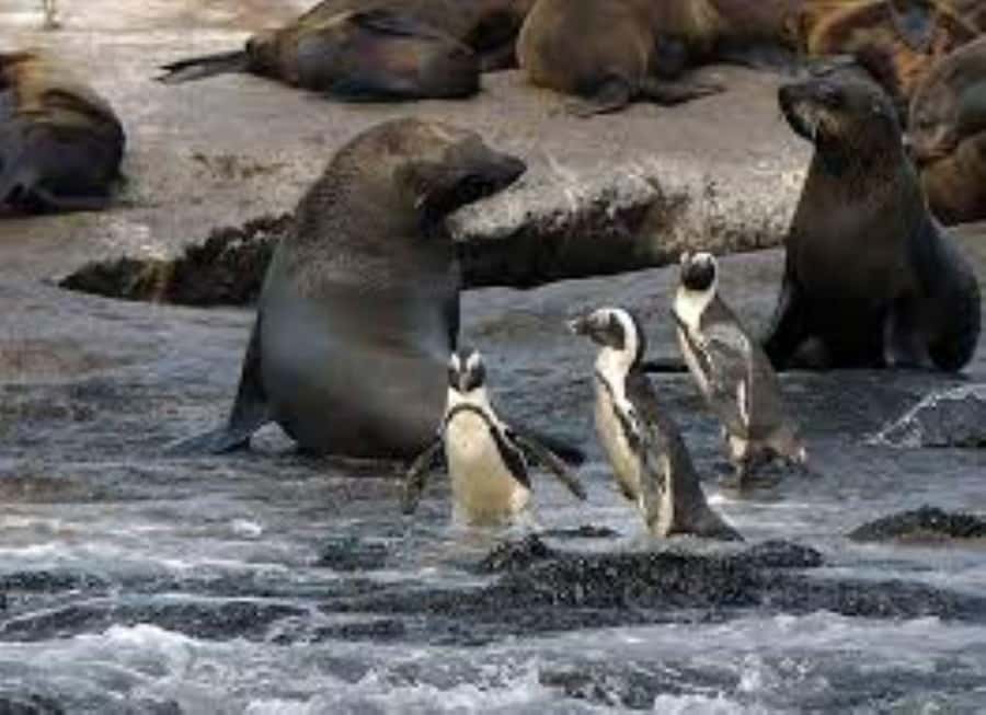 Cape Town: Full-Day Cape Peninsula Tour & Penguin Beach - Key points to know before you go