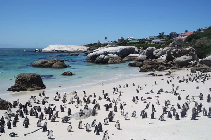 Cape Town: Full-Day Cape Peninsula Tour with Transfers - Simon’s Town: naval town energy and a penguin choice