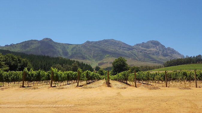 Cape Town Full Day Family Fun With Kids Private Tour - Key Things That Make This Tour a Strong Family Pick