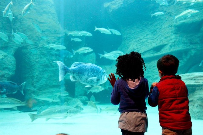 Cape Town Full Day Family Fun With Kids Private Tour - Stop 6: Vergenoegd Low Wine Estate and the Duck Run at 15:30
