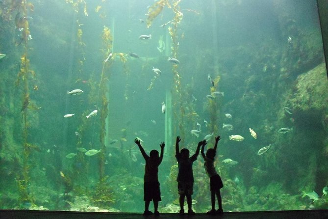 Cape Town Full Day Family Fun With Kids Private Tour - Stop 1: Two Oceans Aquarium at the V&A Waterfront
