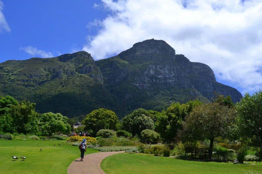 Cape Town: Full-Day Kirstenbosch, Bo-Kaap, and Penguins Tour - Kirstenbosch Botanical Garden: A Guided 90-Minute Plant Story