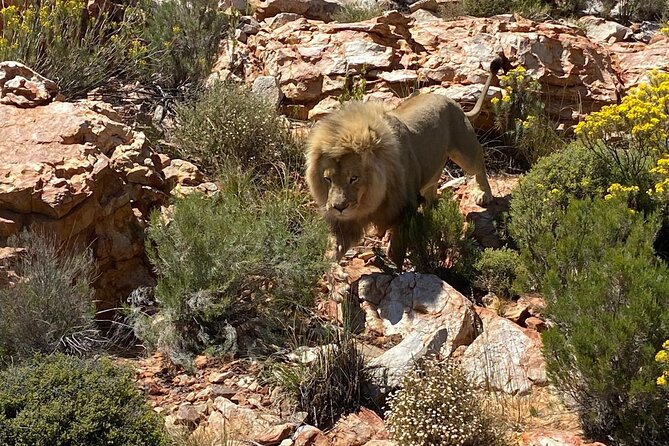 Cape Town Full Day Private Aquila Game Reserve Big 5 Safari - Key highlights at a glance