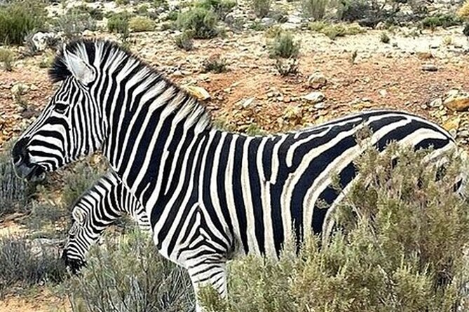 Cape Town Full Day Private Aquila Game Reserve Big 5 Safari - Leaving Cape Town at 6:00 am (and why it helps your safari odds)