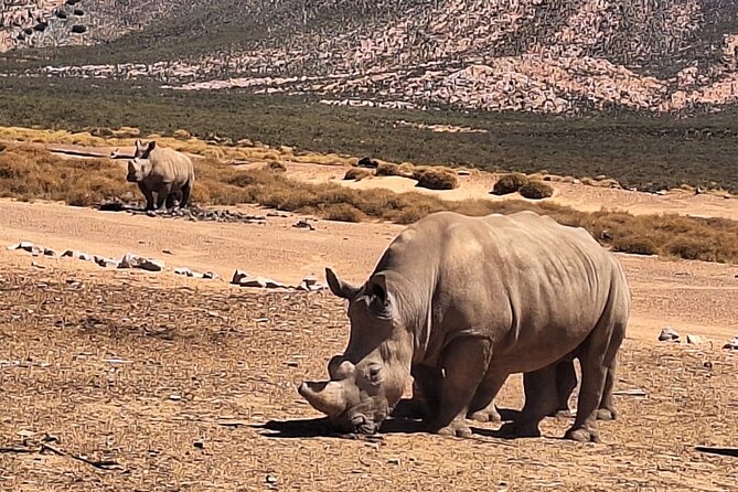 Cape Town Full Day Private Aquila Game Reserve Big 5 Safari - The main event: a ranger-guided open-air 4x4 game drive