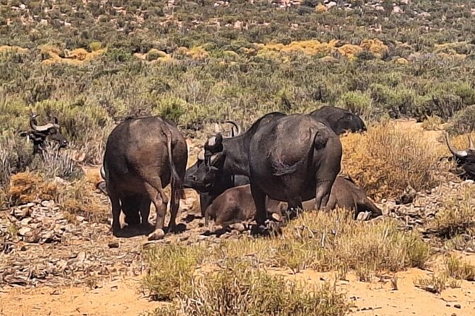 Cape Town Full Day Private Aquila Game Reserve Big 5 Safari - Breakfast and lunch at the reserve: fuel that actually fits safari timing