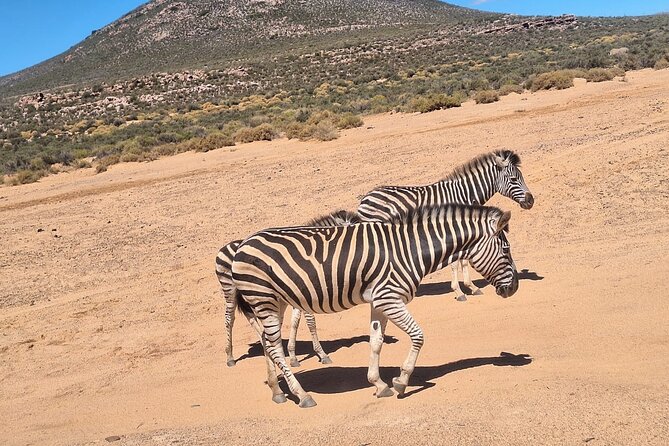 Cape Town Full Day Private Aquila Game Reserve Big 5 Safari - Price and value: what $338.92 buys you on this kind of day