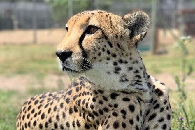 Cape Town Full Day Private Aquila Game Reserve Big 5 Safari - Arriving at Aquila Private Nature Reserve: Big Five focus, real birding value