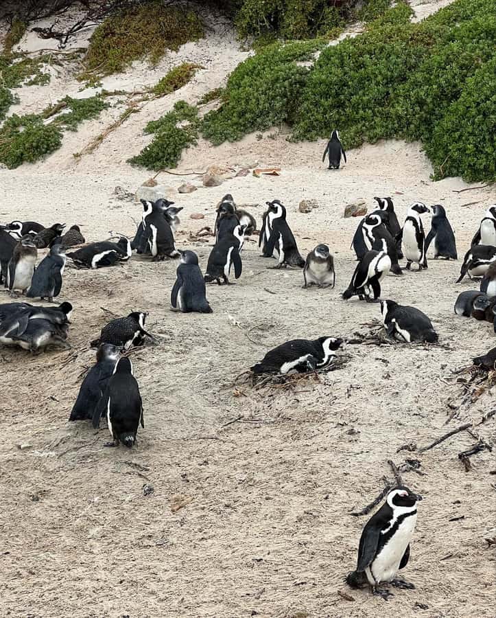 Cape Town: Full-Day Private Peninsula Tour - Atlantic Seaboard Drive: Bantry Bay, Clifton, Camps Bay, and More