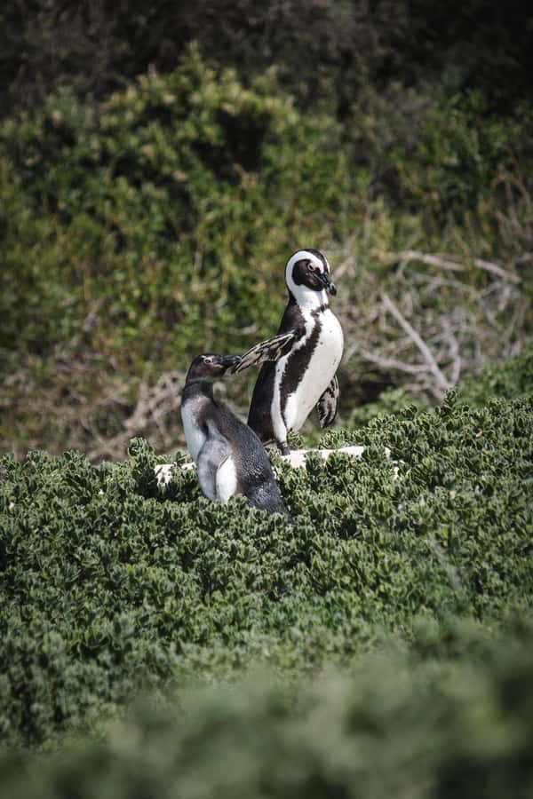 Cape Town: Full-Day Private Peninsula Tour - Cape of Good Hope Nature Reserve and Cape Point Lighthouse